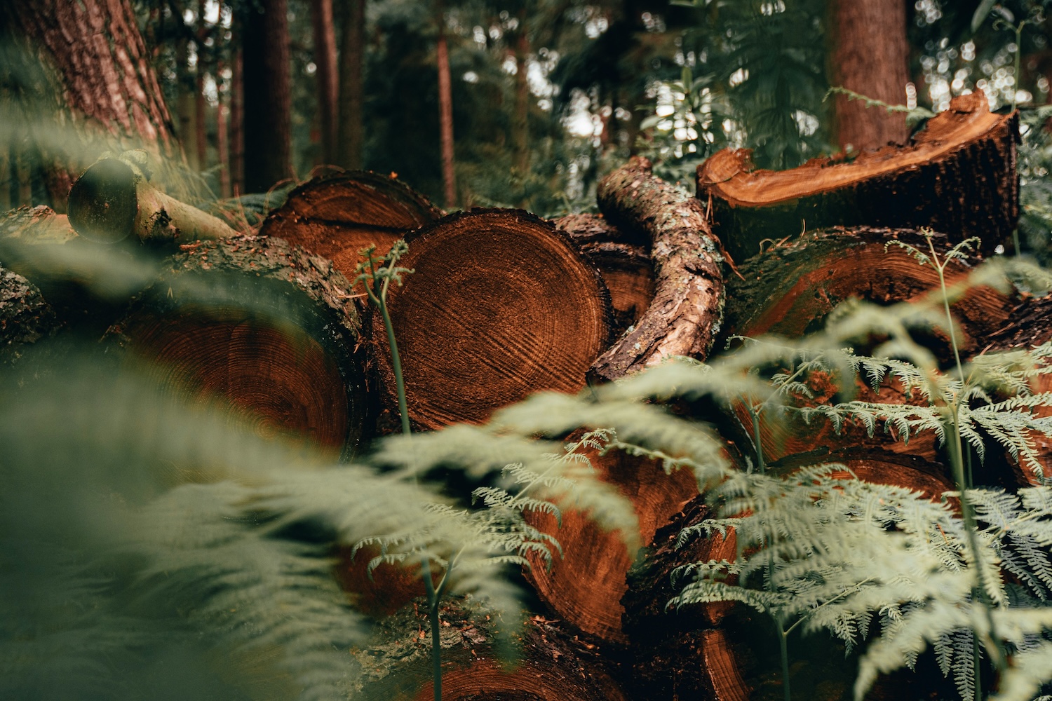 logs