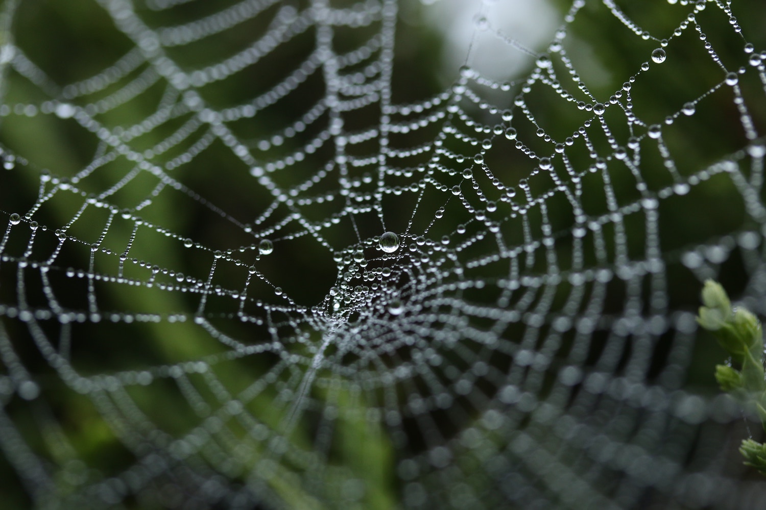A dewy spider web