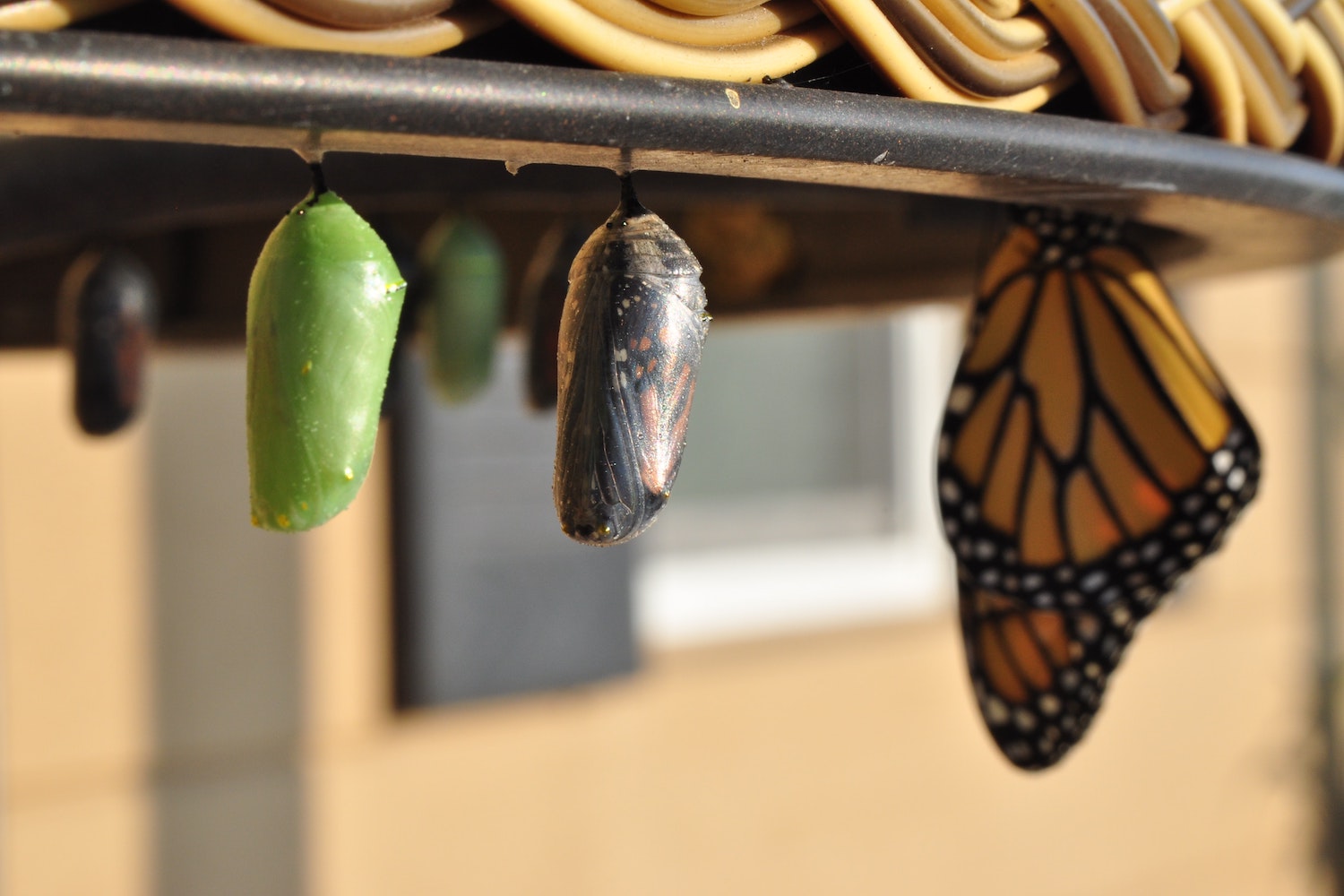 Green chrysalis, translucent chrysalis, and imago of butterflies